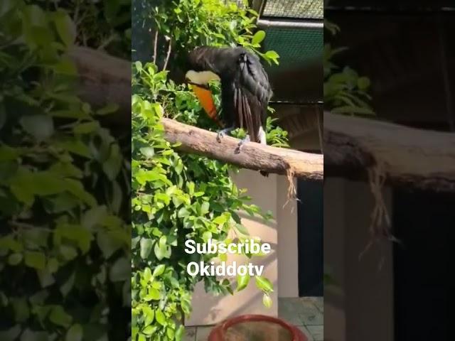 Toucan play that game