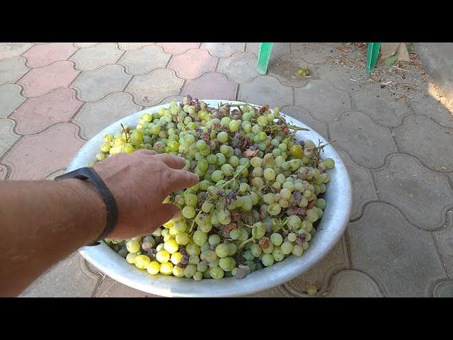 Рецепт домашнего вина из белого винограда!