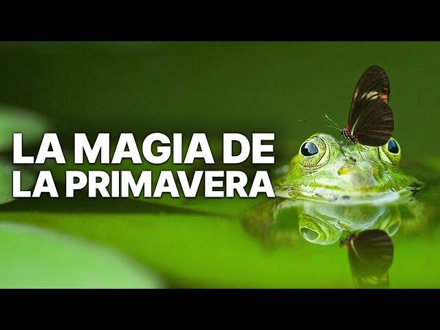 La magia de la primavera | Historias de animales