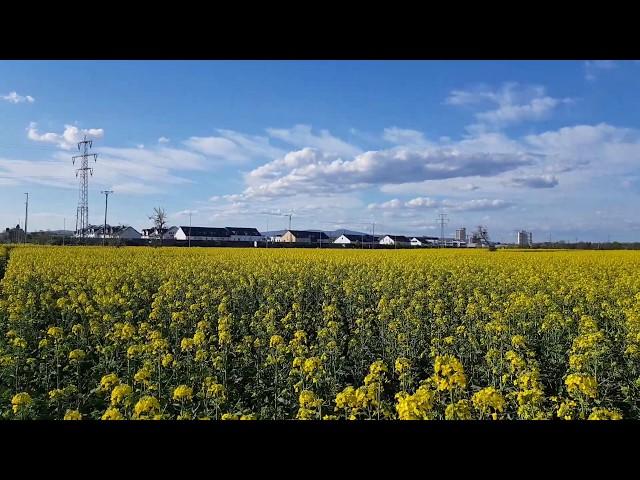 Fields, forests and orchards in Kelsterbach at Frankfurt Airport