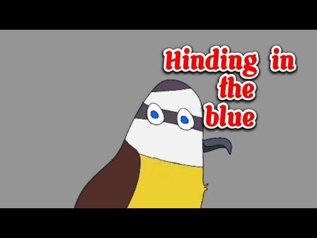 hinding in the blue (real kiskadee)part 2