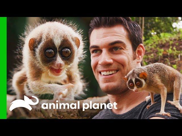 Dr. Evan Meets One Of The World's Most Fascinating Primates | Evan Goes Wild