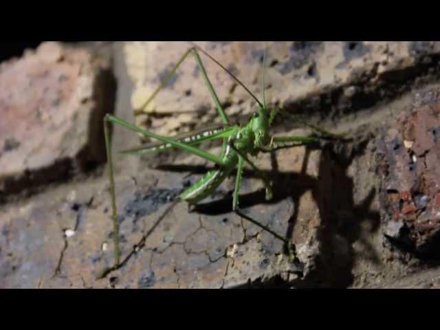 Predatory Winged Katydid (Clonia Wahlbergi)