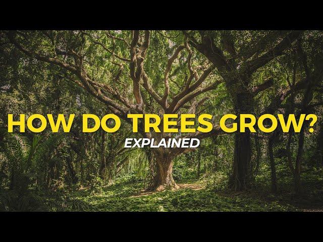 How Trees Grow | Eco Facts | One Tree Planted