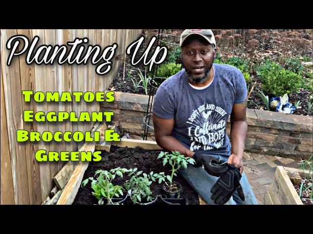 PLANTING tomatoes eggplants and broccoli || AJ's GREEN THUMB, LLC