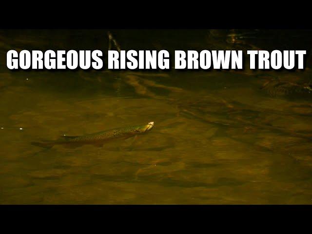 Gorgeous Rising Brown Trout - Fly Fishing Brown Trout in a Small Stream