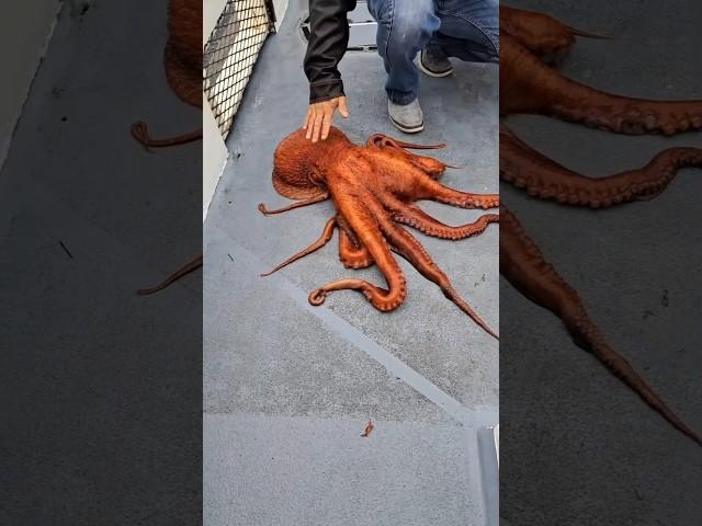 Никто не сможет поймать...