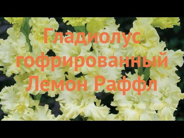 Гладиолус гофрированный Лемон Раффл (gladiolus)  обзор: как сажать, луковицы гладиолуса Лемон Раффл