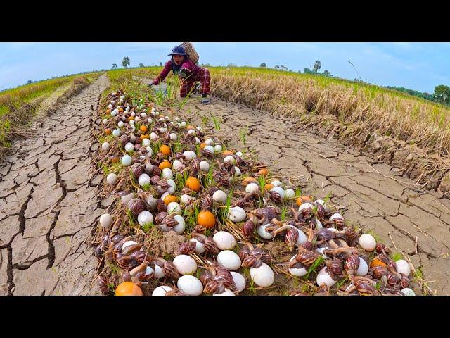 wow amazing - collection many duck eggs and snails in the dry field near the village by hand skills