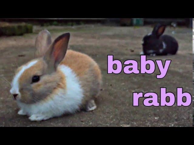 BABY RABBIT | BD360 TV