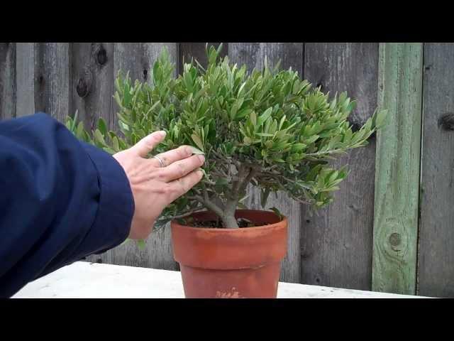 How to create an Olive tree Bonsai Part 1 initial shaping.mp4