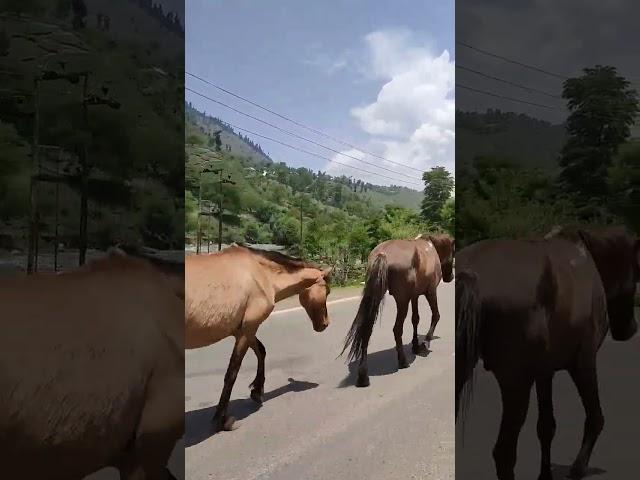 Sinthan-Kishtwar road #sinthantop #kashmir