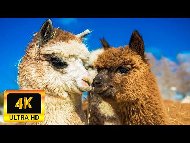 Llama Alpaca Of South America 4K  | Scenic Wildlife Film With Calming Music | 4K UHD Video