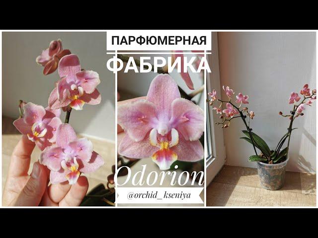 Phal. Odorion Парфюмерная фабрика (орхидея бабочка фаленопсис Одорион)