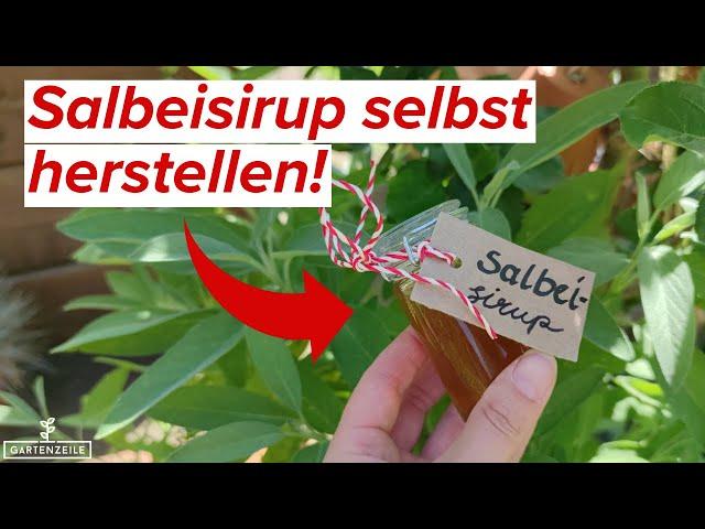 Salbeisirup selbst herstellen - ideal für die Erkältungszeit!