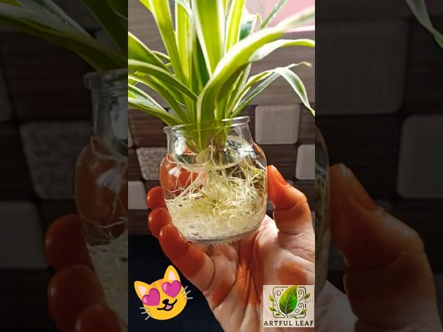 I Love this Plant  Spider Plant Easy Care 🪴 #plants #homedecor #garden #shorts