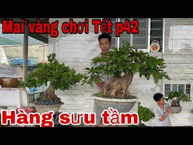 Lh 0962 769 923 gặp Thiện  mai bonsai hàng sưu tầm chơi Tết p42