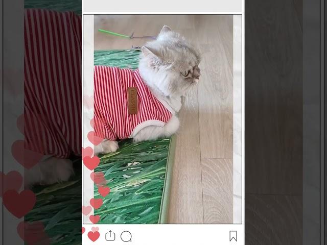 고양이 카페 냥이2