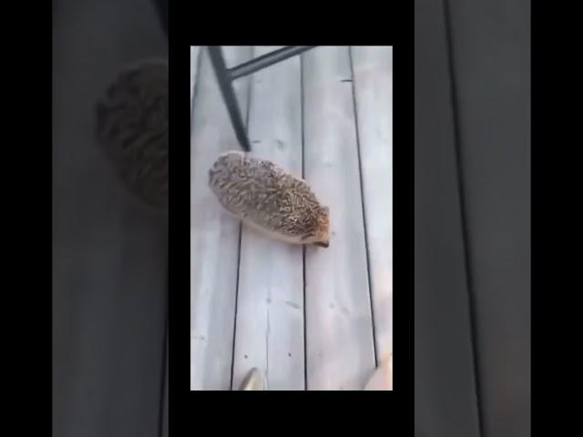 Ну очень злой ёжик