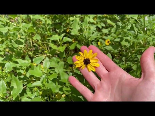 Florida Wildflower with MGV Heather Gonzalez