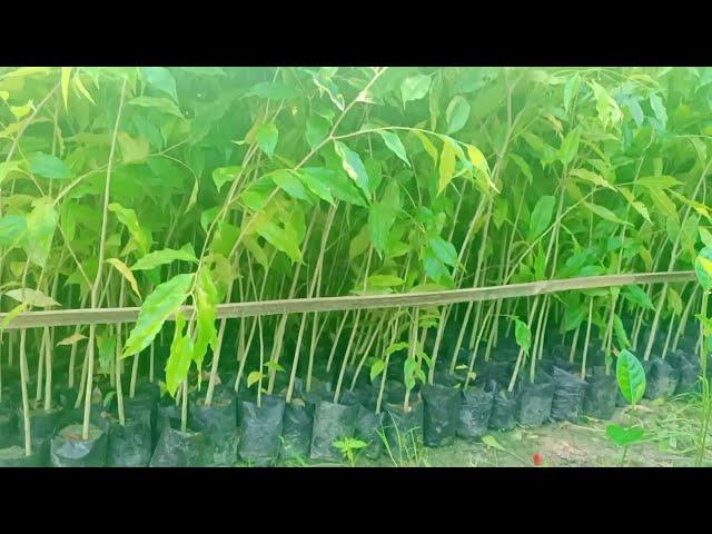 Agarwood plants Call-06000371241 | Agarwood Nursery Assam | #aquilaria