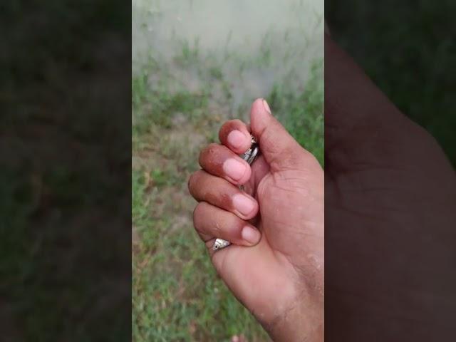 Cut small fish release video.#official mr vish