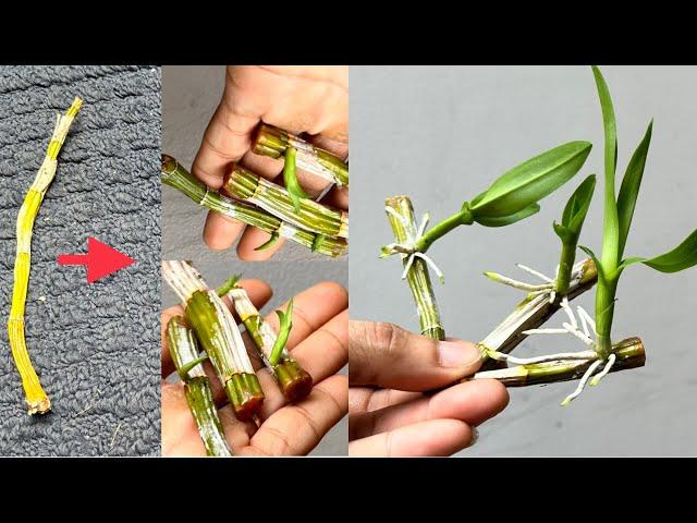 This Secret Helps You Easily Breed Any Kind of Orchid