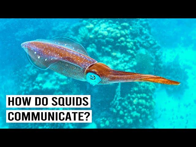 Secrets Of Cephalopod: Squid, Octopus, And Cuttlefish Unveiled (4K Documentary)