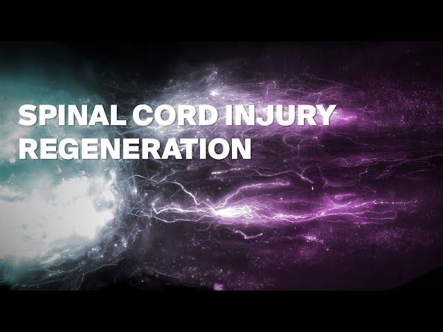 Regeneration across complete spinal cord injuries reverses paralysis in mice