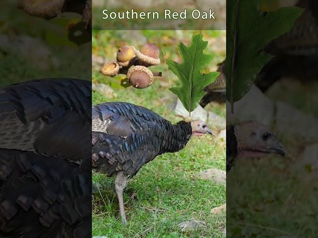 Which oak species do wildlife prefer?   #wildturkeyscience