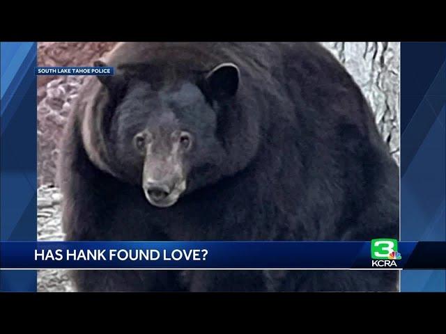 Could 'Hank the Tank' find love? Wildlife officials remain optimistic