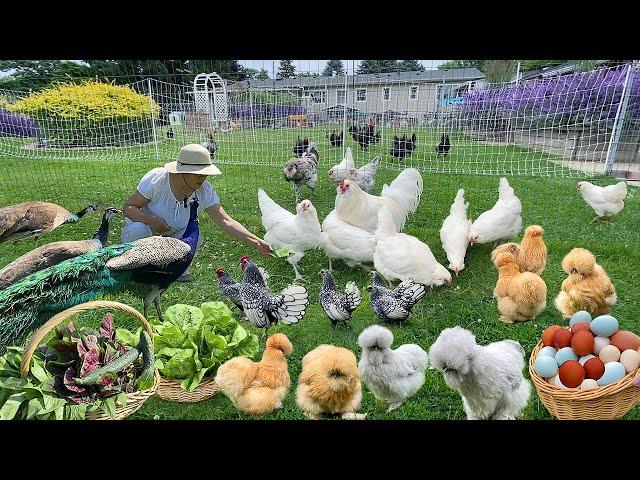 Effective Strategies for Organic Chicken Keeping: Fly & Wild Bird Control. Garden Harvest & Cook