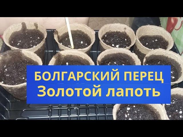 Перец Золотой лапоть