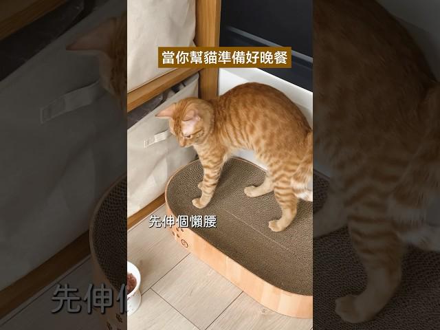 橘貓也有不吃飯的時侯，不過三隻總有一隻願意吃 #cat #貓咪 #橘貓