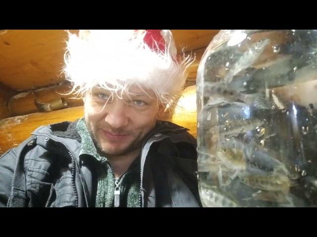 Заказчики малька форели! Мои дорогие! Я люблю вас! Вы мои воспитатели и кормильцы! С Новым Годом!!!