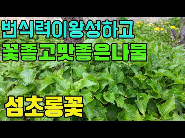 한국의 약용식물(섬초롱꽃)-기관지에좋은 산나물-텃밭친구