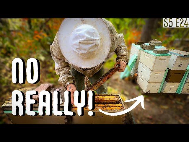 THESE HIVES STARTED OFF AS 2 FRAME SPLITS! / BEEKEEPING 101 #beekeeping
