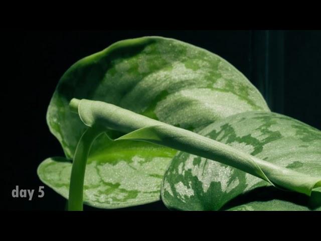 9 days Timelapse - Scindapsus or "Satin Pothos" plant