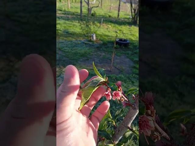 Морозний ранок 28 квітня #садівництво #сад #дерево #весна #яблуні #груша #персик #черешня #виноград