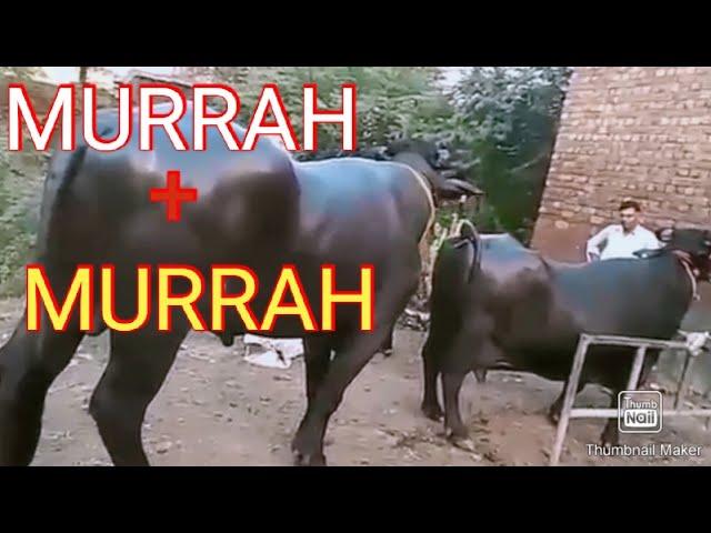 Murrah Heavy Weight Bull With High Milk Buffalo/3 May 2021