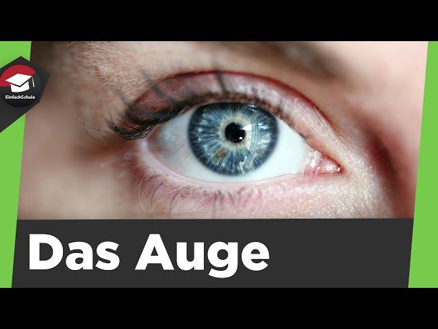 Das menschliche Auge einfach erklärt - Aufbau des Auges, Sehvorgang und Zusammenfassung erklärt!