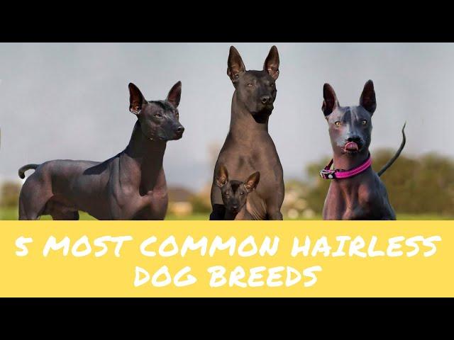 5 Common Hairless Dog Breeds in the World