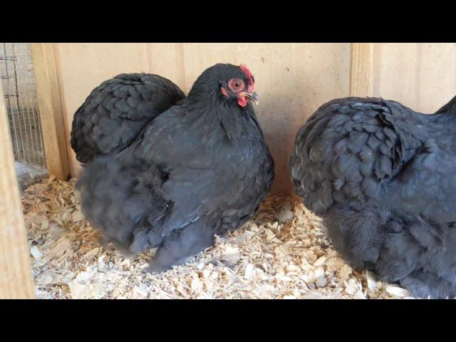 Black Cochin Bantam female bred by Brian Caraker.