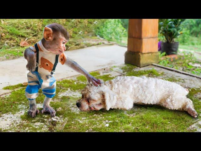 Worried Baby Monkey MiMi lost her puppy. MiMi and his mother go searching for the dog