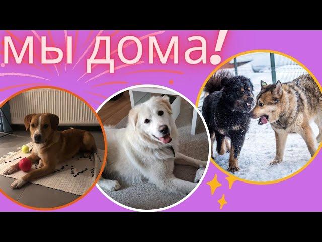 Счастливы в семье! Никита, Бадди, Патрик и Молли шлют приветы!