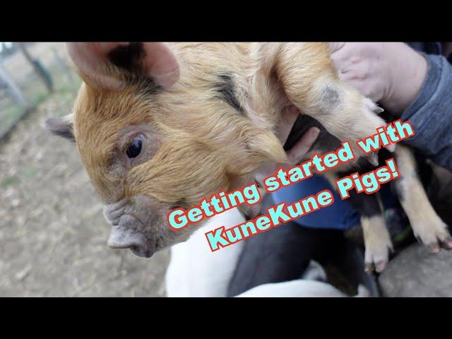 Kunekune pigs! Everything to Consider!