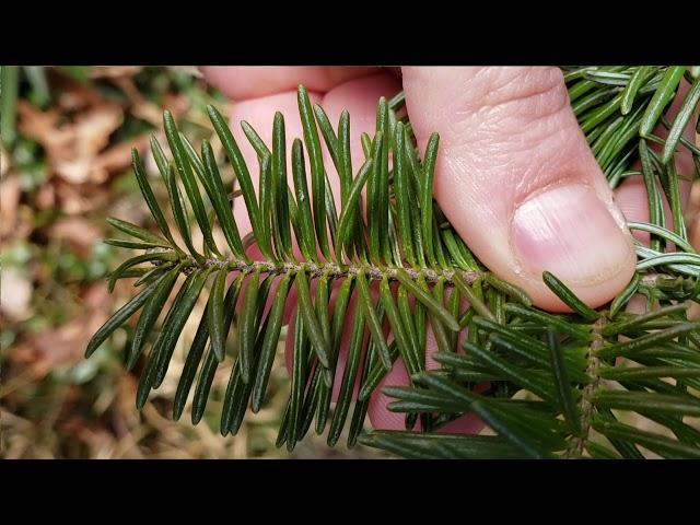 How to Identify Fir Trees