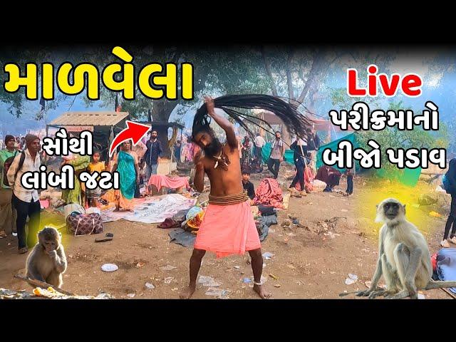 ગીરનારી સાધુની ૭ ફુટની જટા | Girnar Lili Parikrama 2024 | Parikrama 2024 | Live Girnar Parikrama