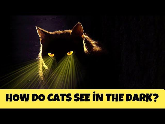 How Do Cats See in the Dark? | Cats Knowhow