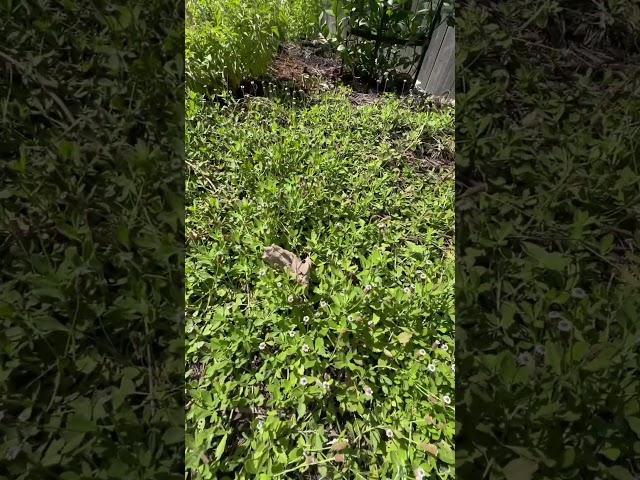 Frog fruit/ Turkey Tangle: Native ground cover/Lawn alternative #native plants #pollinatorgarden